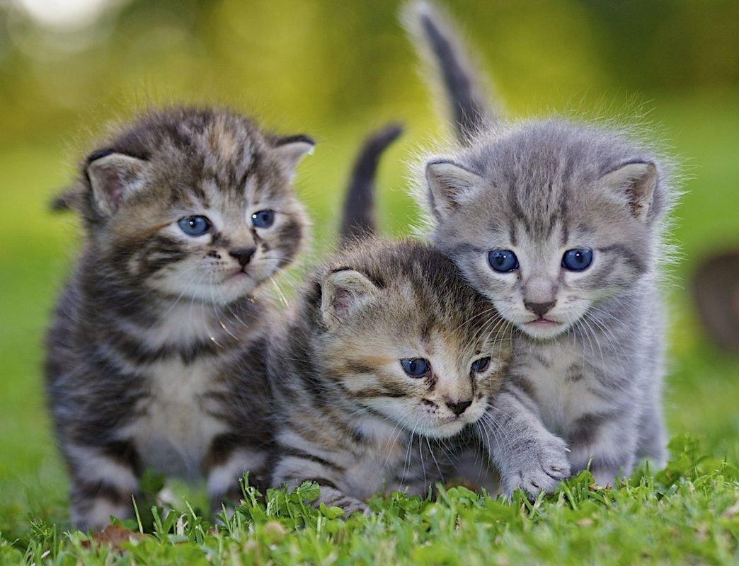 Фото кошек с ярким цветочным фоном