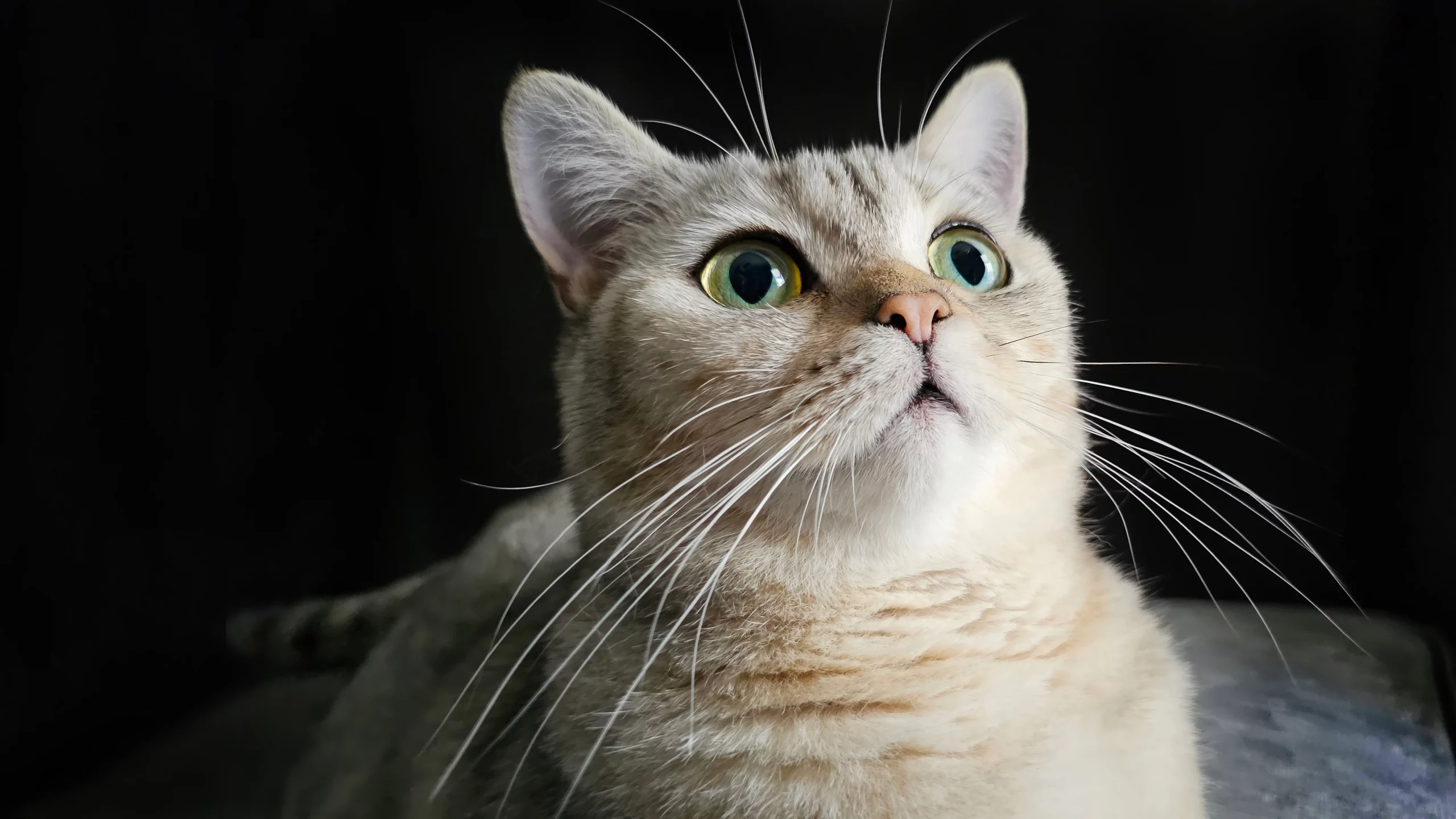 Коллекция фото кошек: исследуйте разнообразие и красоту мира кошачьих