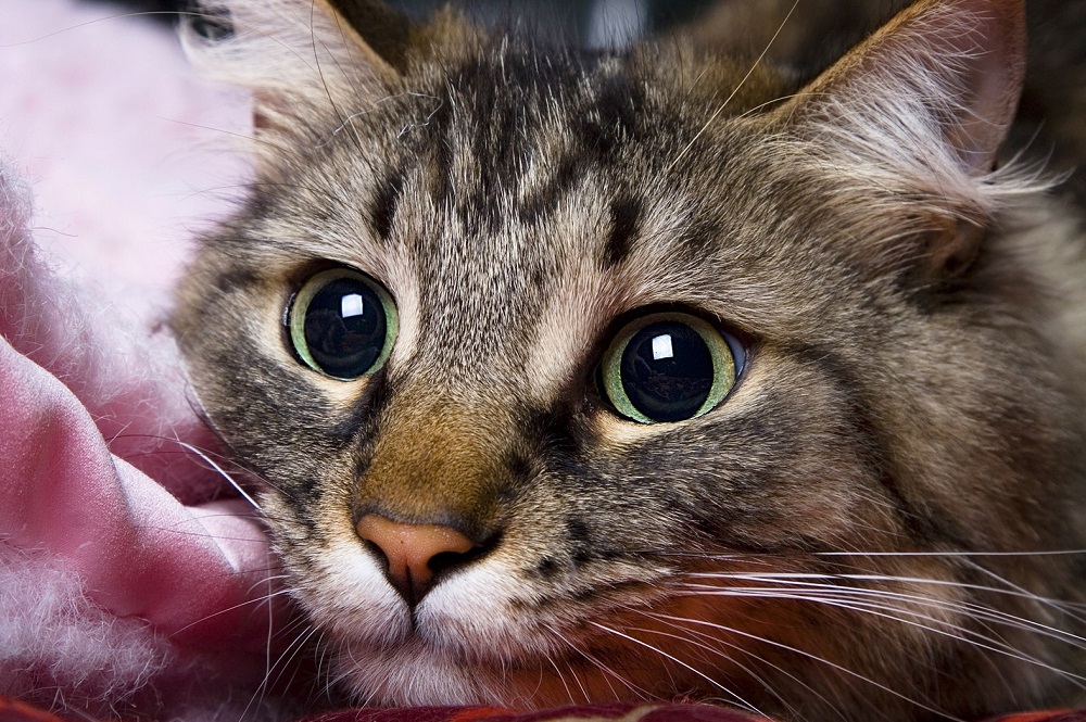 Коллекция фото кошек: узнайте больше о разных породах