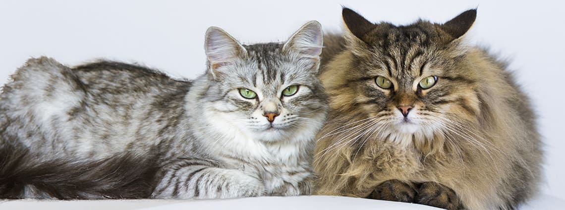 Фотографии кошек: найдите подходящие обои для своего устройства