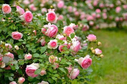 Кустовые розы: красота и изящество