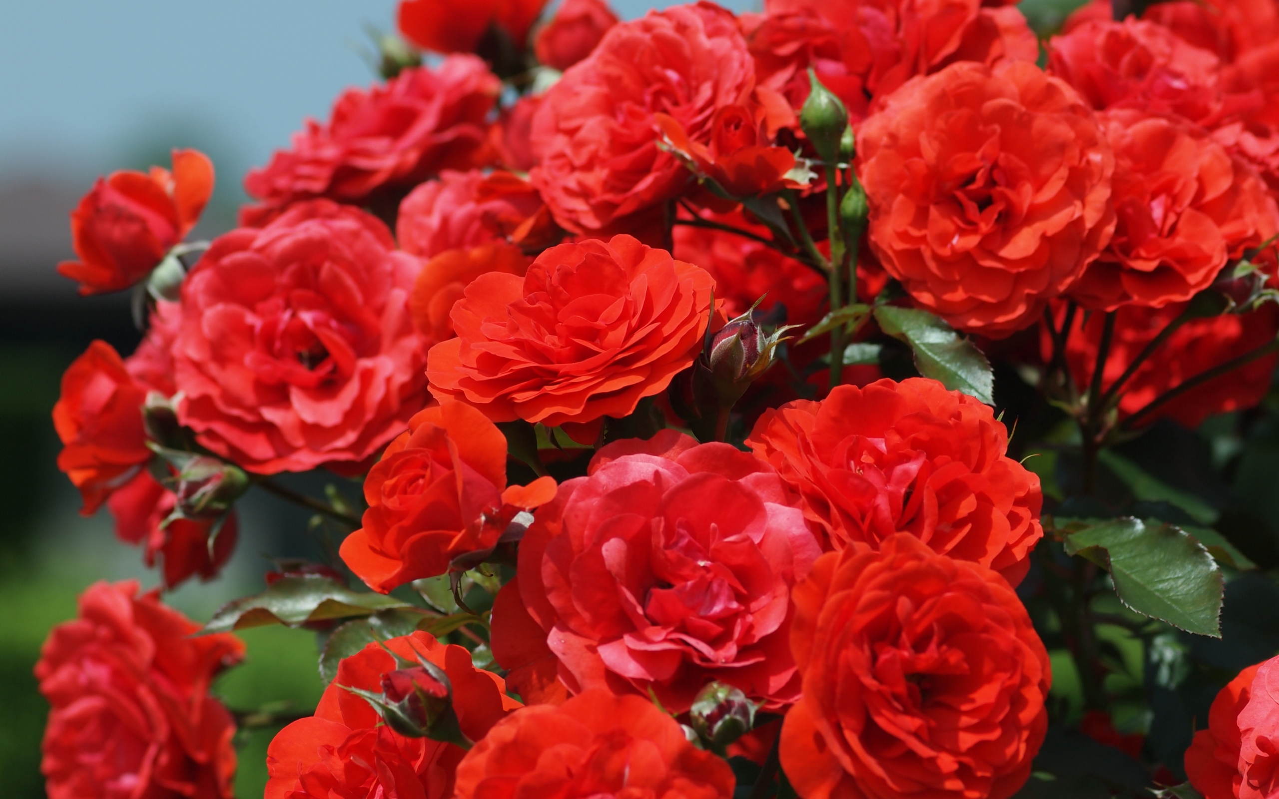 Изображения кустовых роз: воплощение жизни красоты