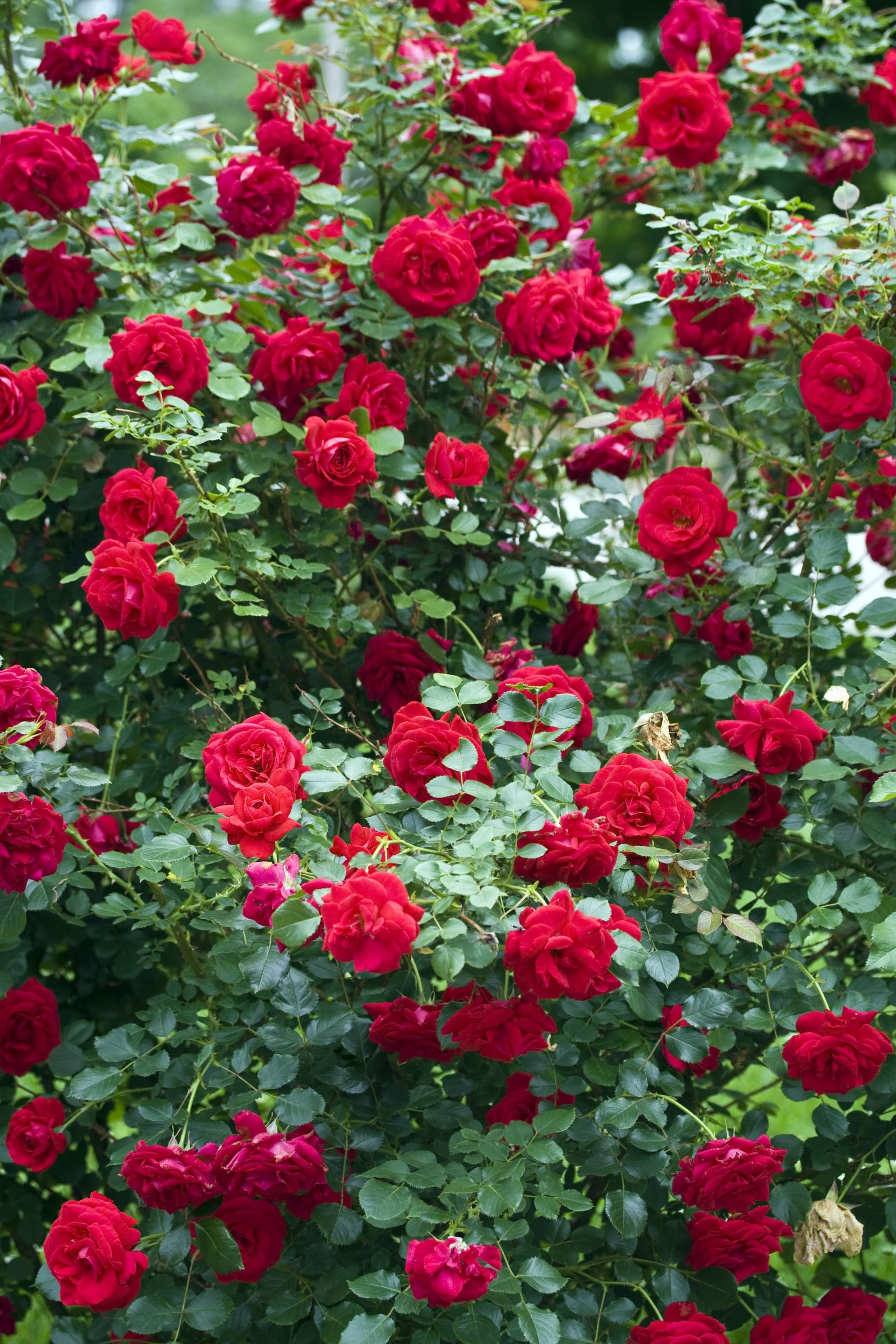 Фотографии кустовых роз: красота, которая трогает сердце