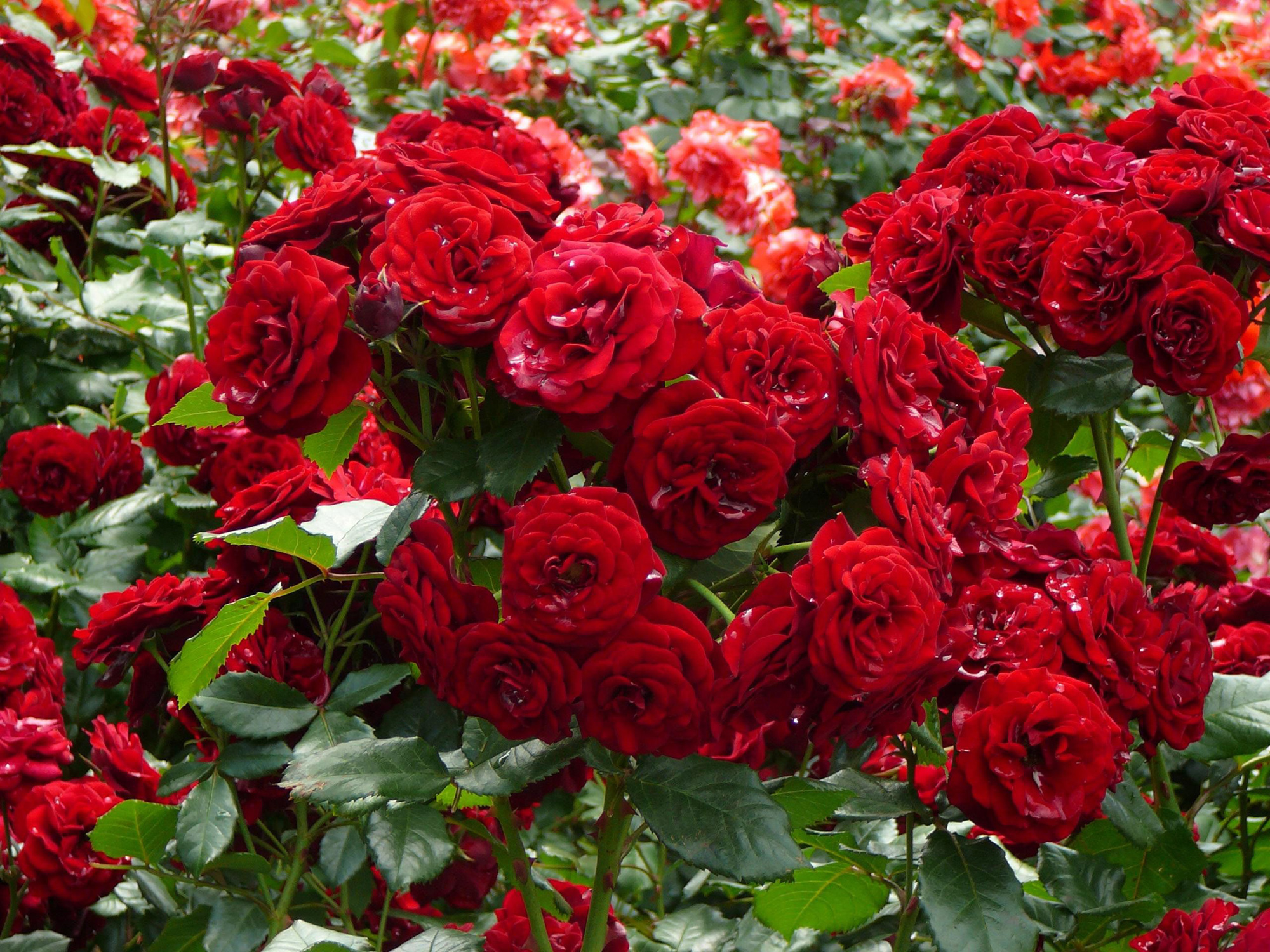 Картинки, фото, изображения: кустовые розы, приносящие радость