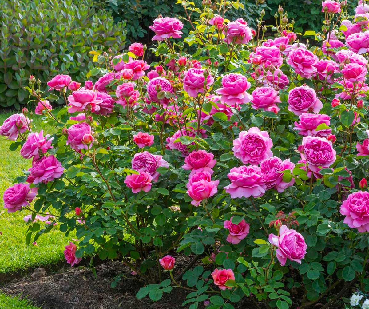 Изображения кустовых роз: натуральная элегантность