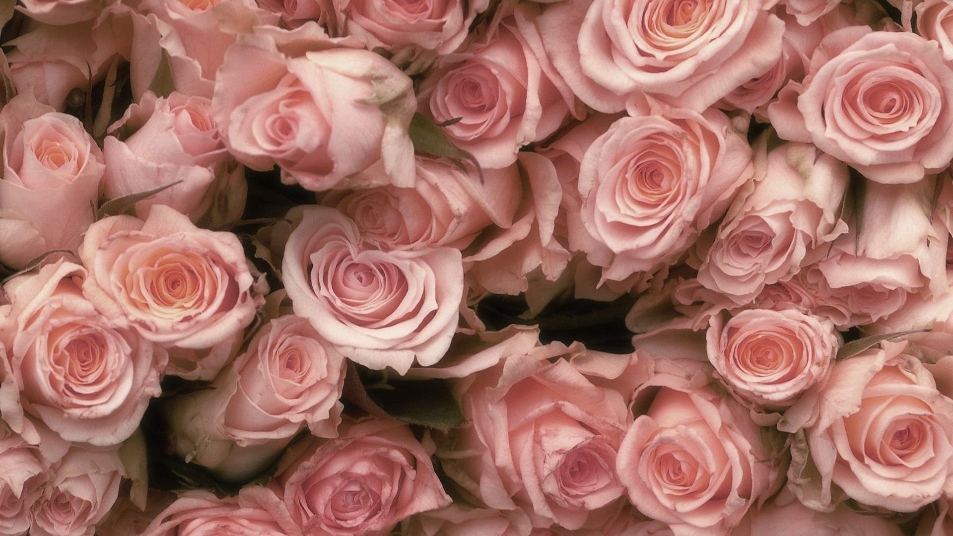 Изображения кустовых роз: праздник для глаз и души
