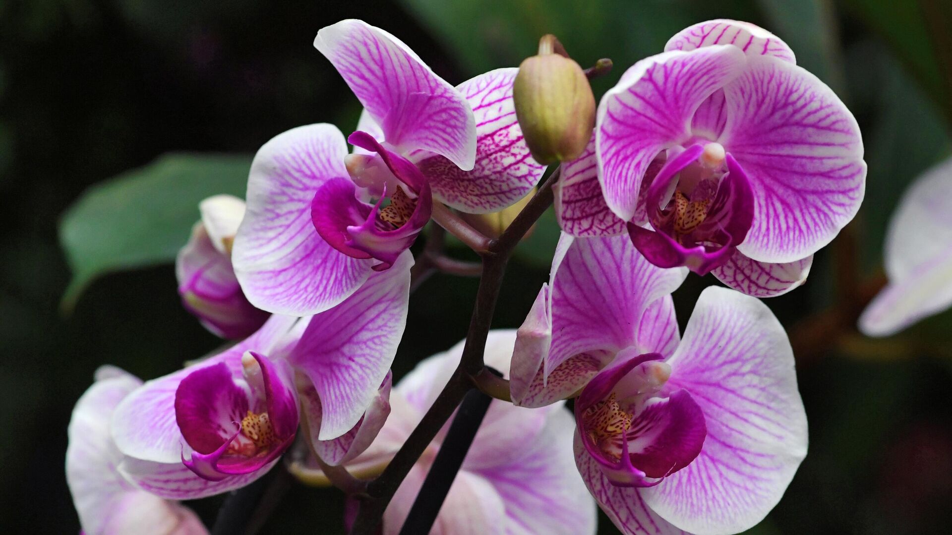 Фото орхидеи – великолепие природы