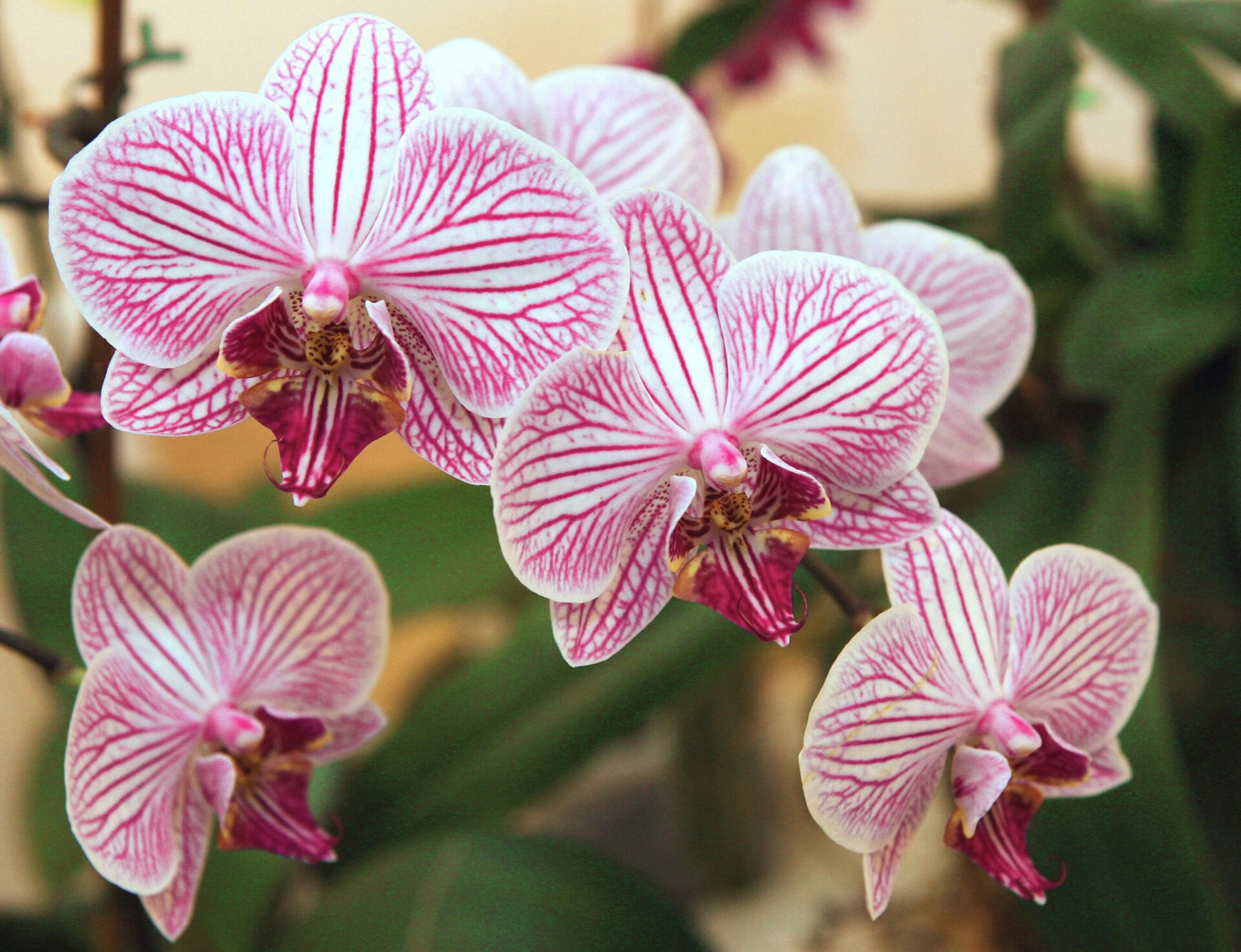Впечатляющие изображения орхидеи
