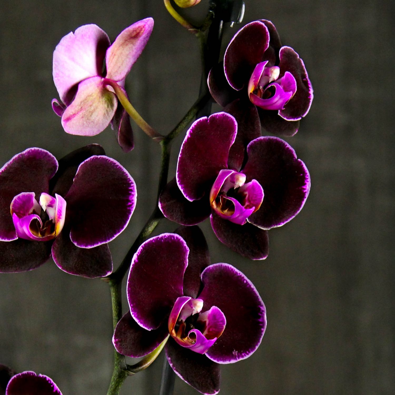 Фото орхидеи: нежность и изысканность