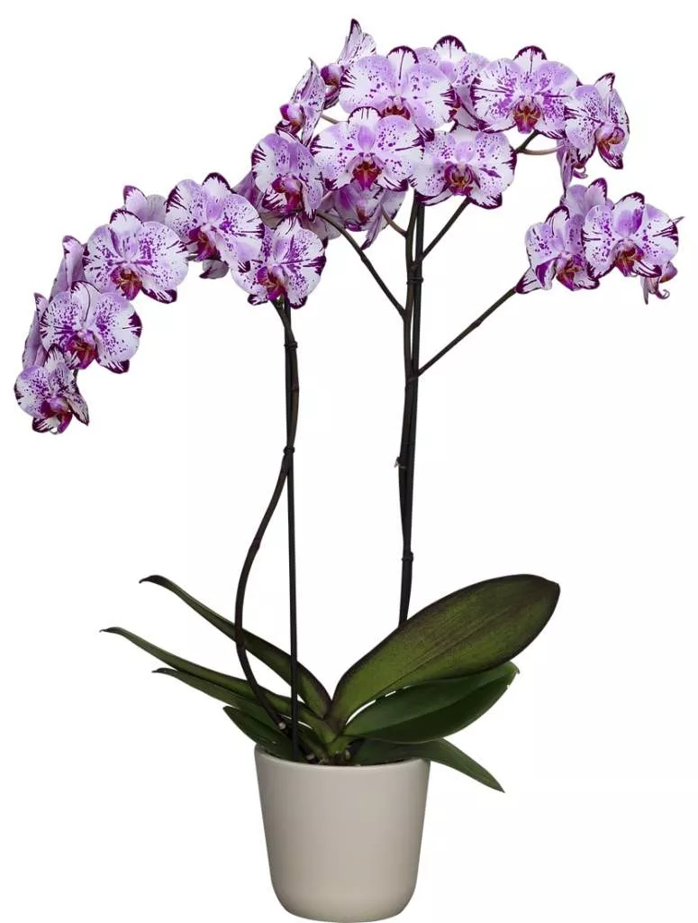 Прекрасное вдохновение: орхидеи в png-формате