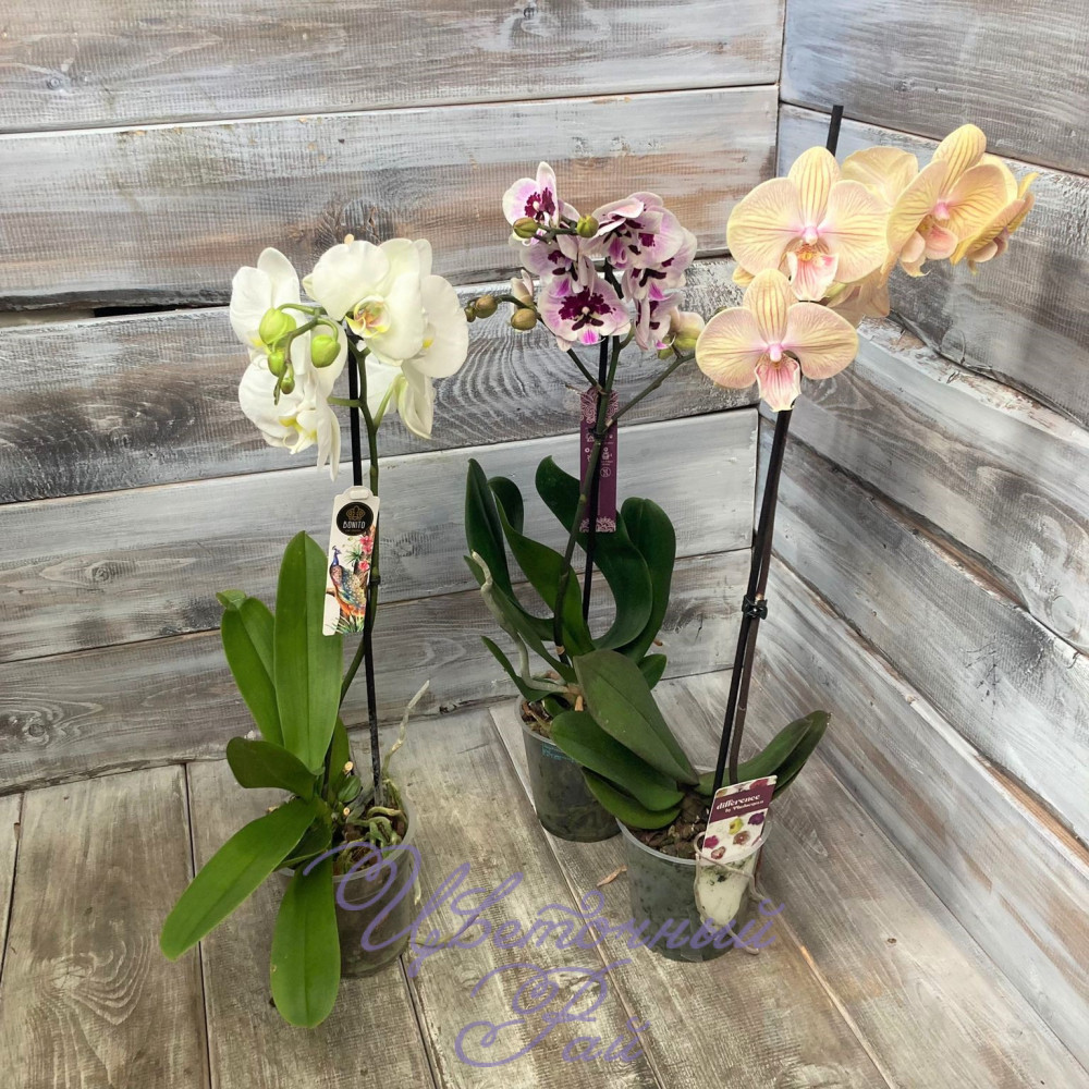 Виртуозные краски природы: орхидеи в jpg