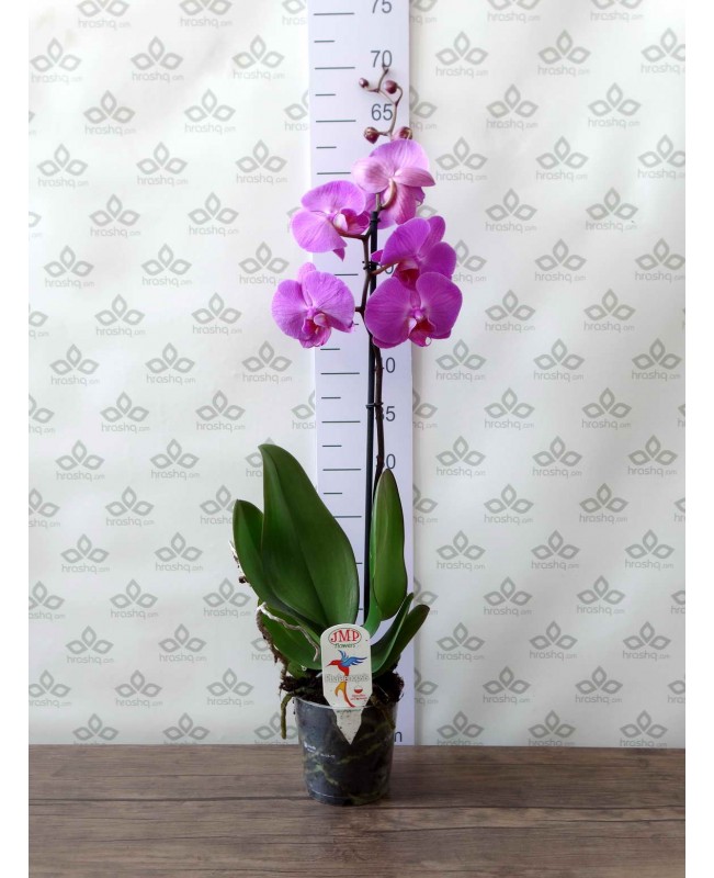 Великолепие орхидей в хорошем качестве