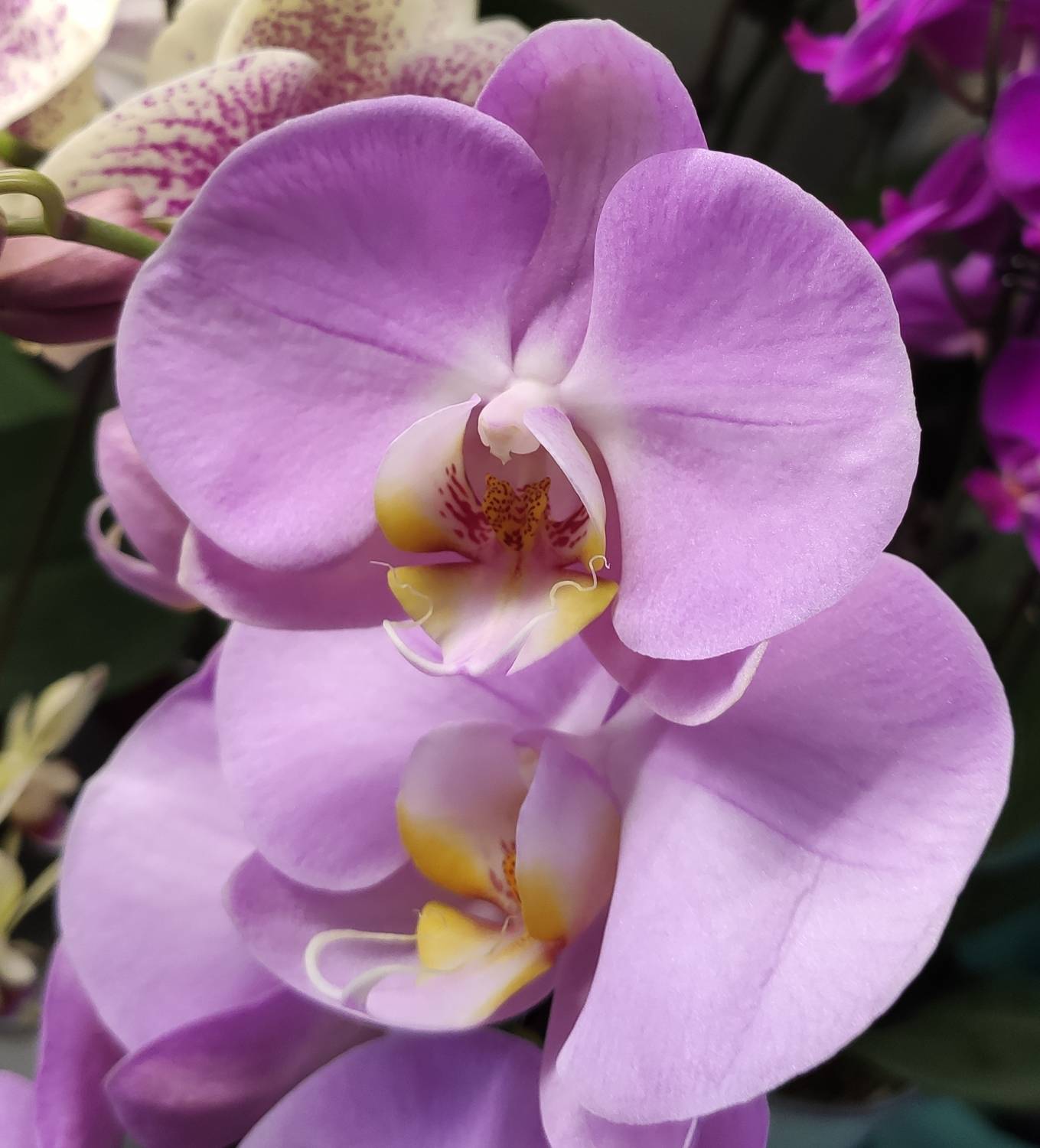 Орхидеи: картина, достойная восхищения