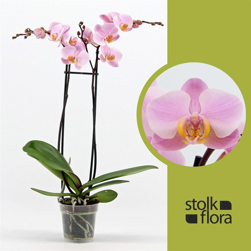 Изумительная красота: орхидеи на картинках