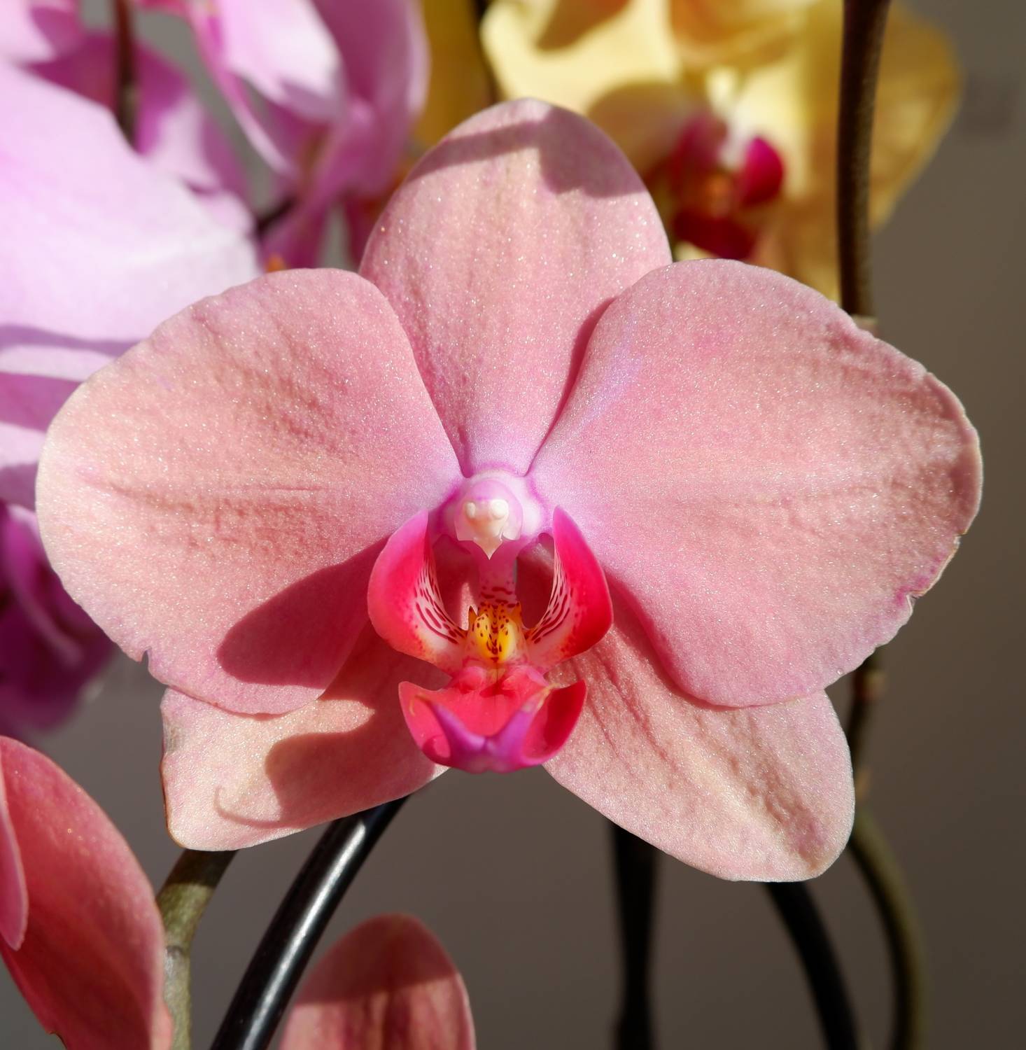 Поэзия природы: орхидеи на фото