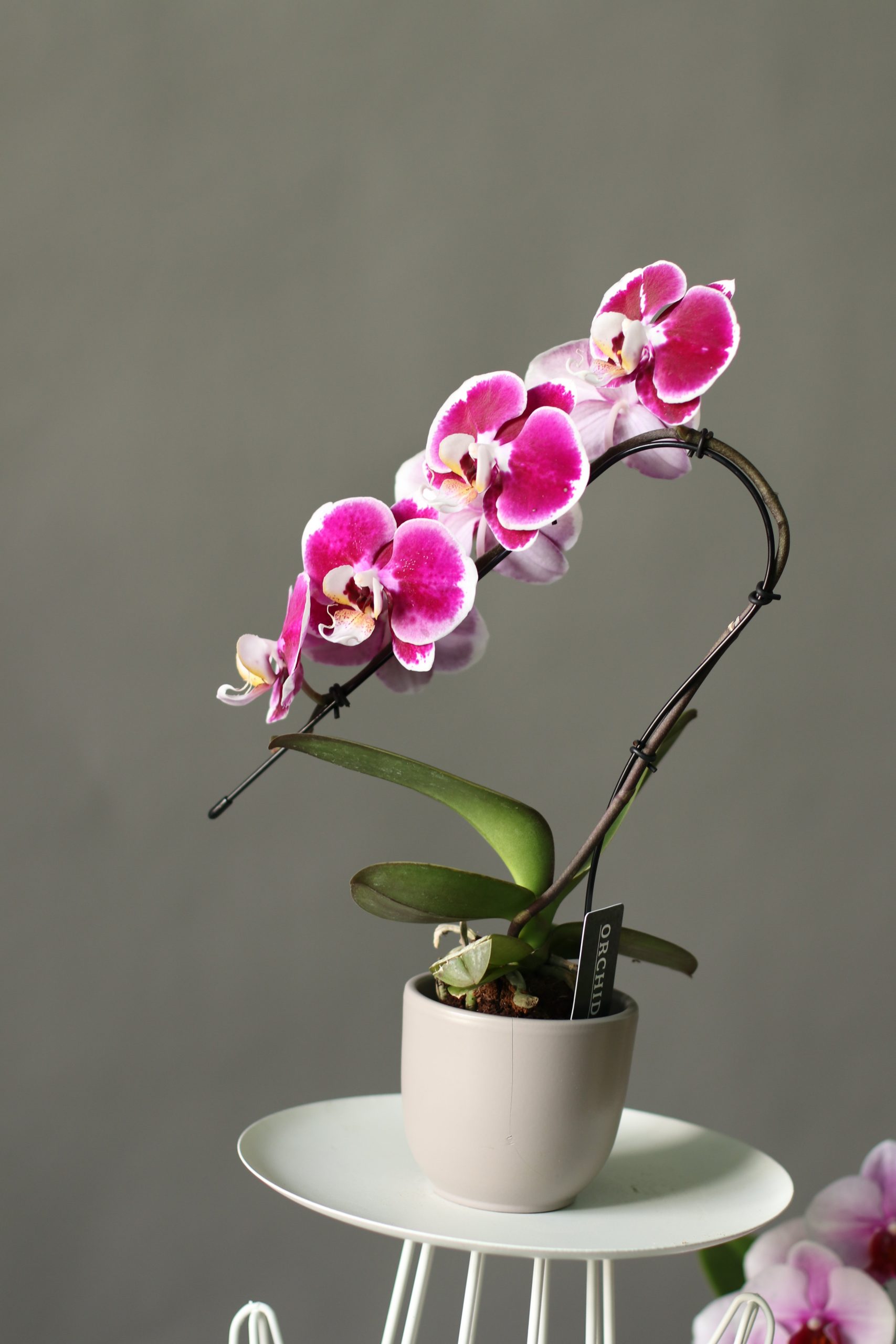 Фотографии орхидей – искусство природы