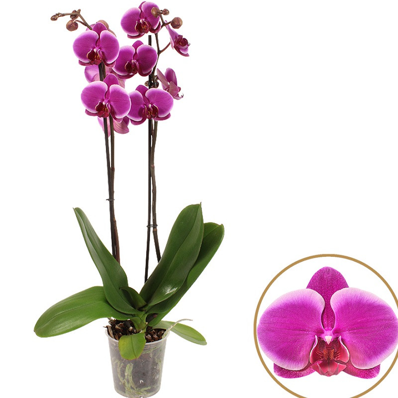 Фоны с орхидеями: красота в каждой детали