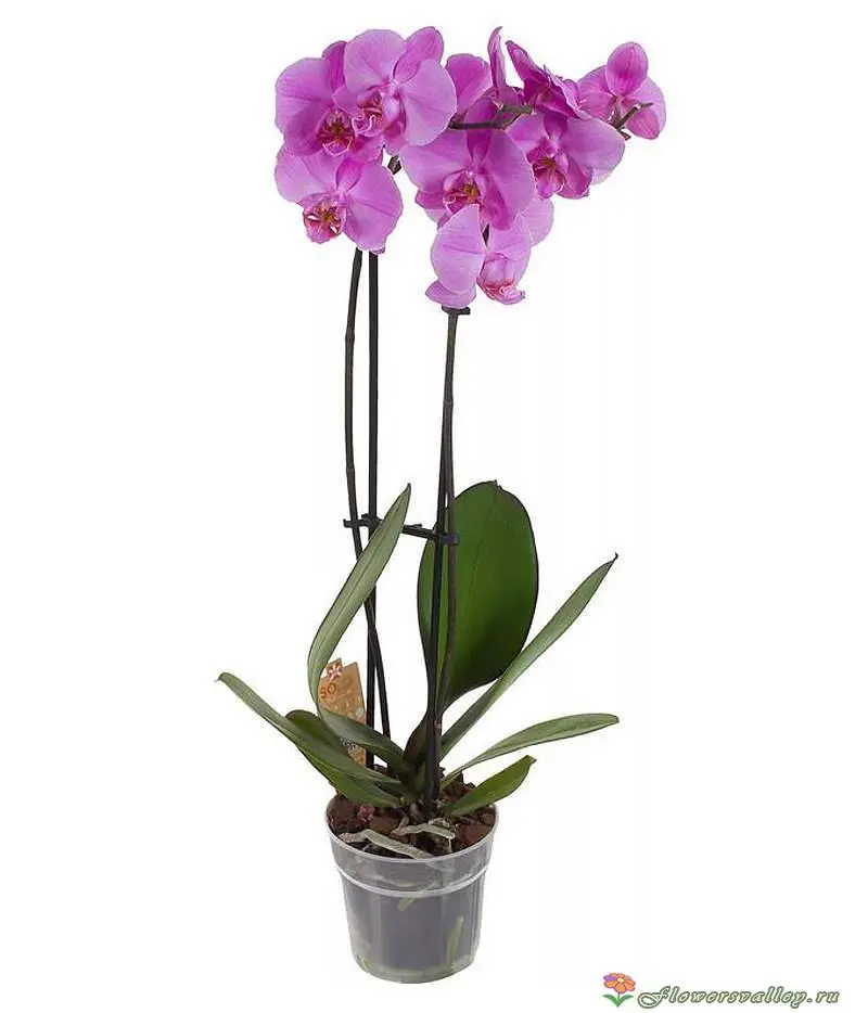 Орхидея: красота, которая захватывает дух