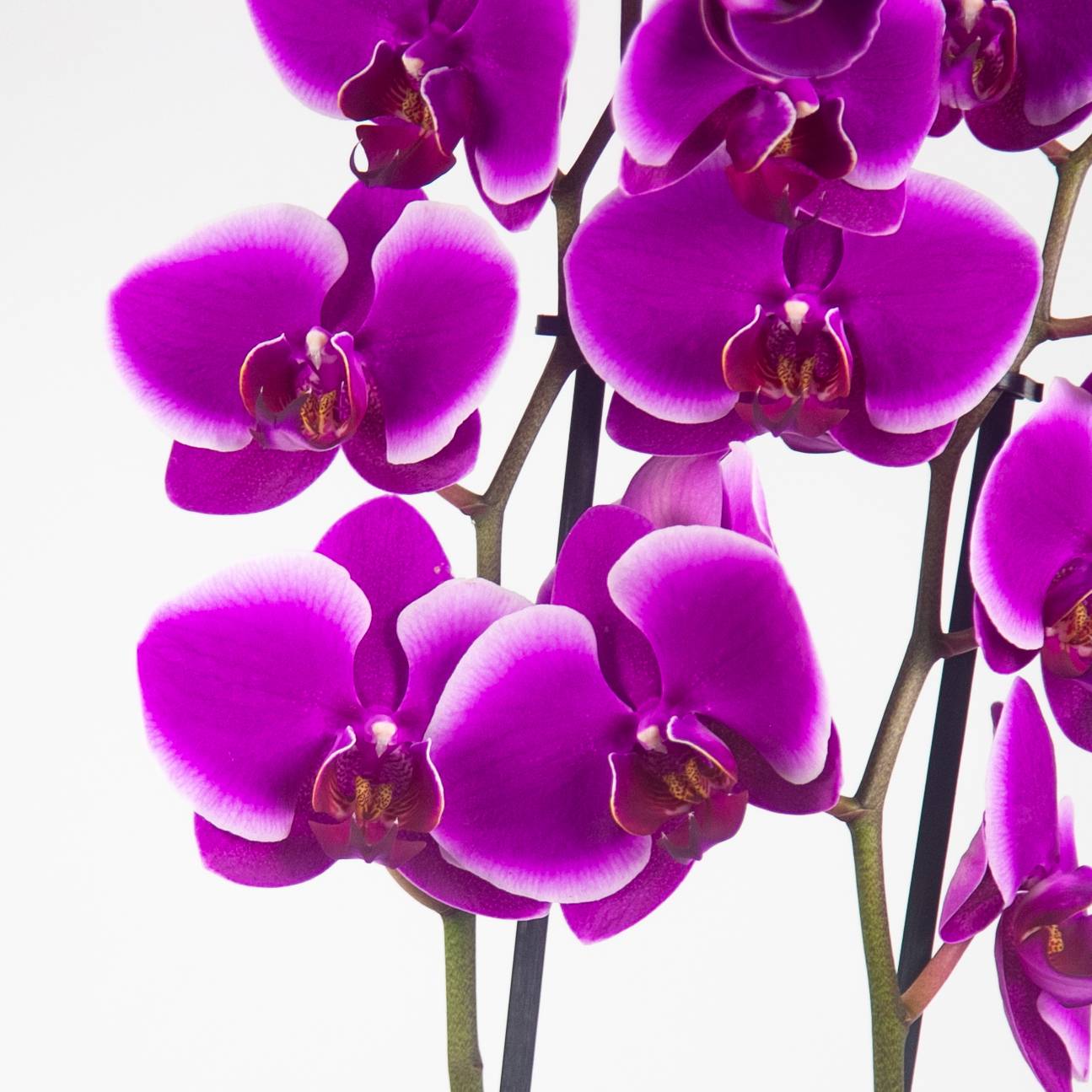 Фото орхидеи: природная гармония