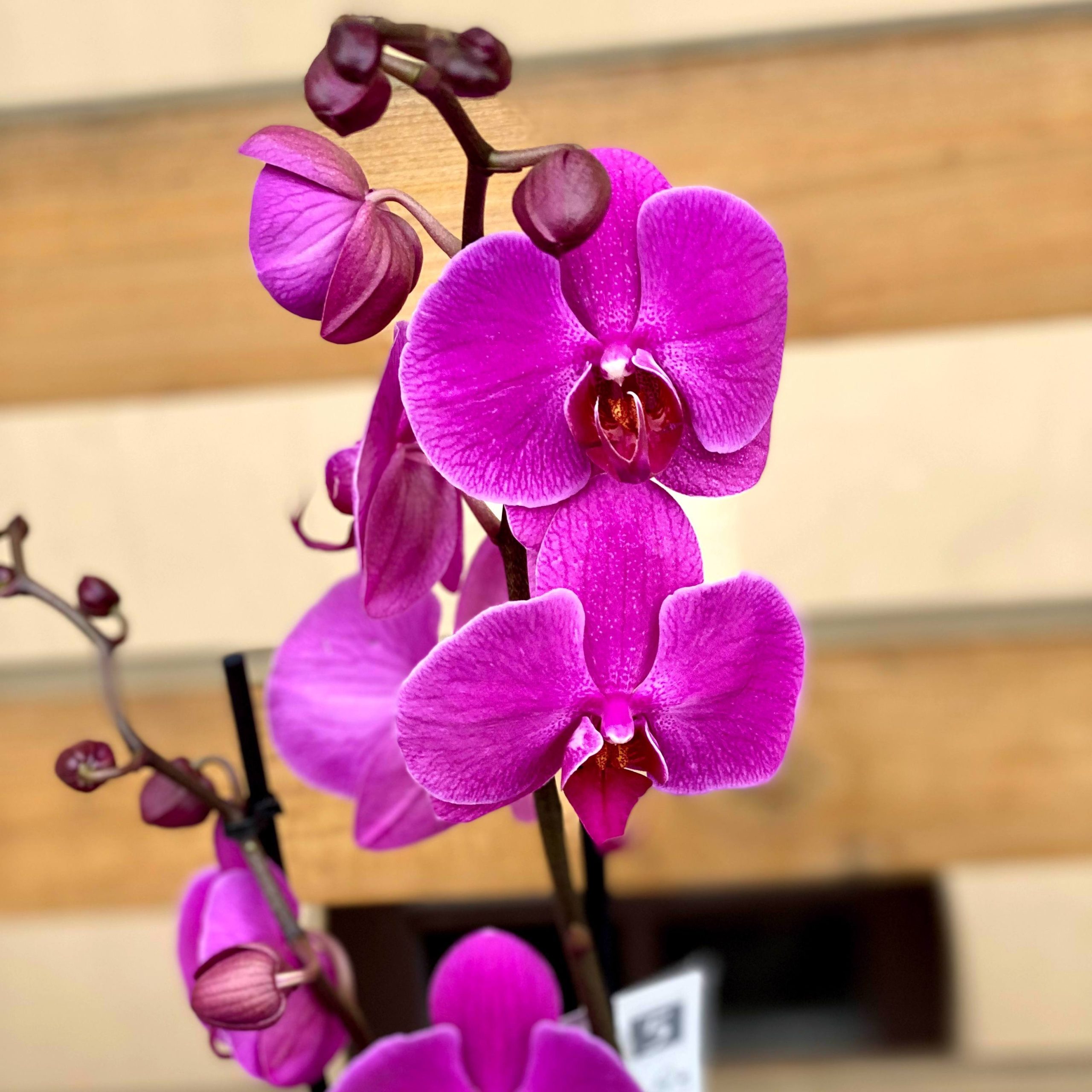 Райские цветы: орхидеи в изображениях