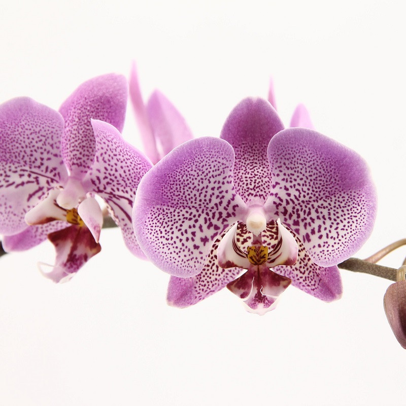 Изящество и изумление: орхидеи на фотографиях