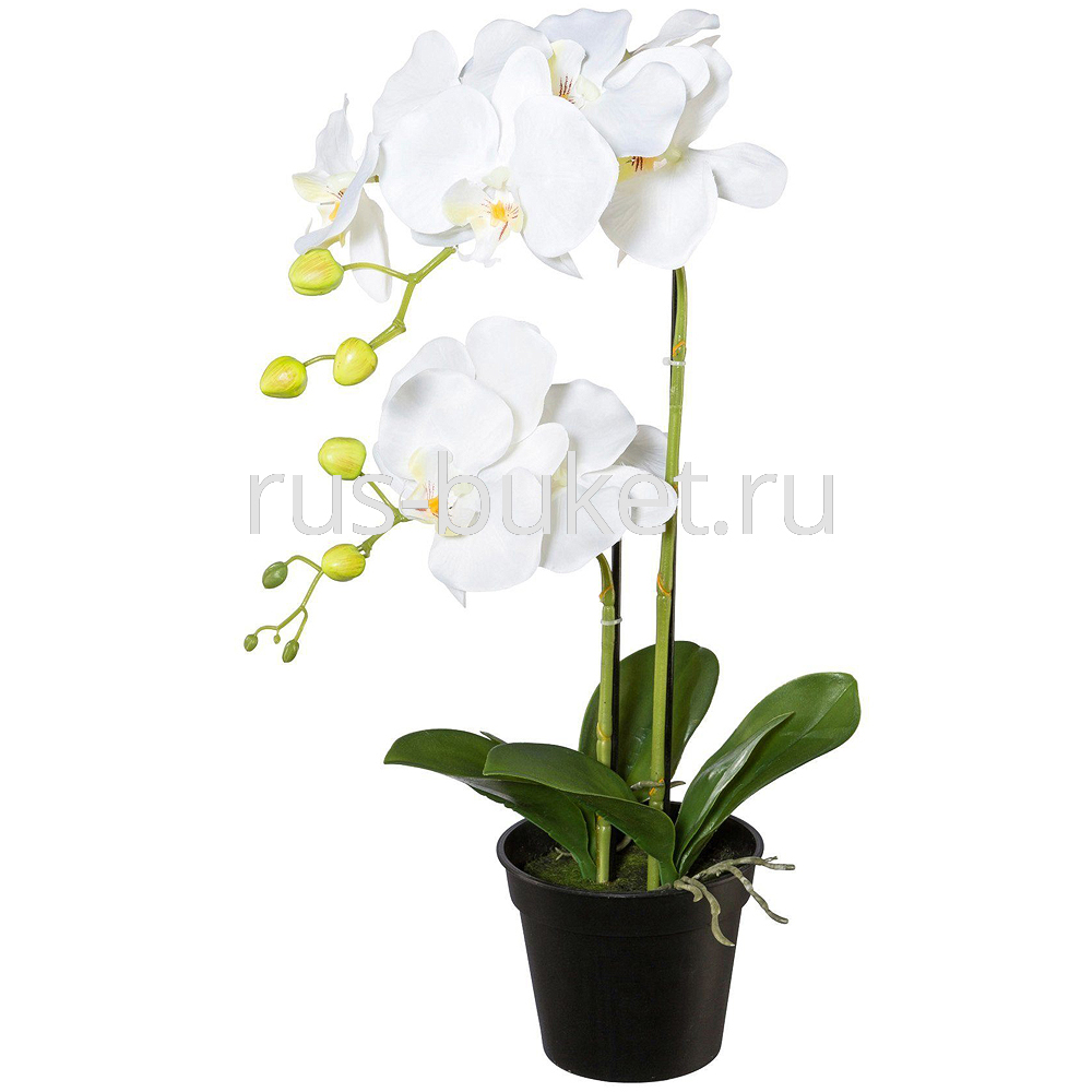 Великолепие цветов: орхидеи в картинках