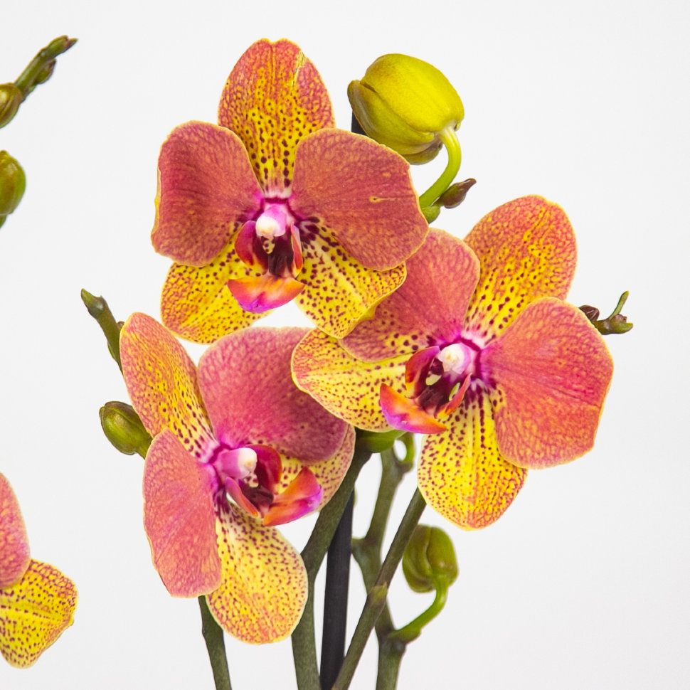 Орхидеи на фото: восхитительная красота