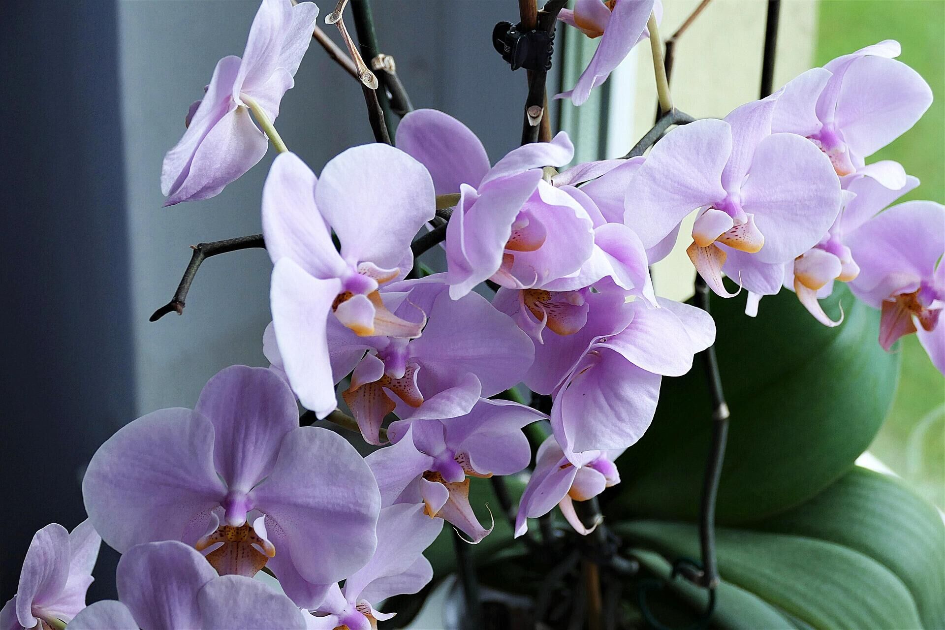 Величие природы: орхидеи в png-формате