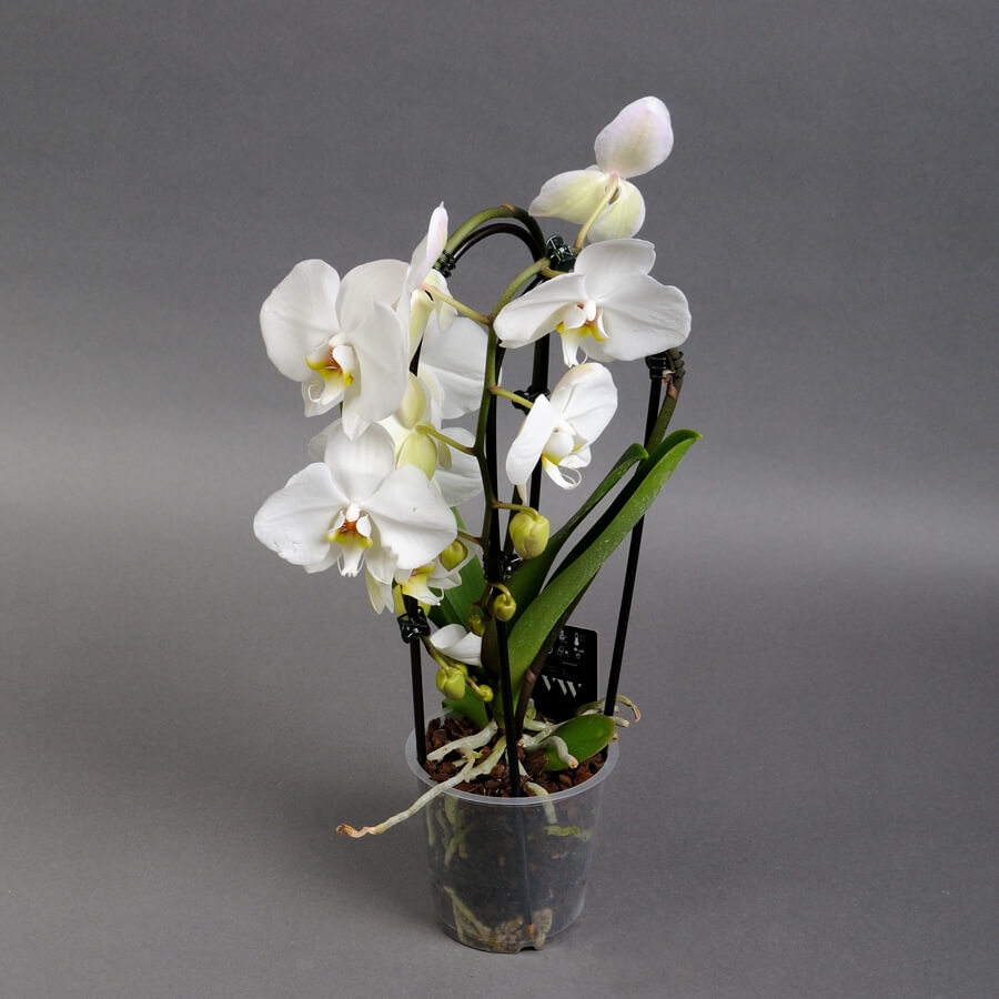 Фото орхидеи: красота в хорошем качестве