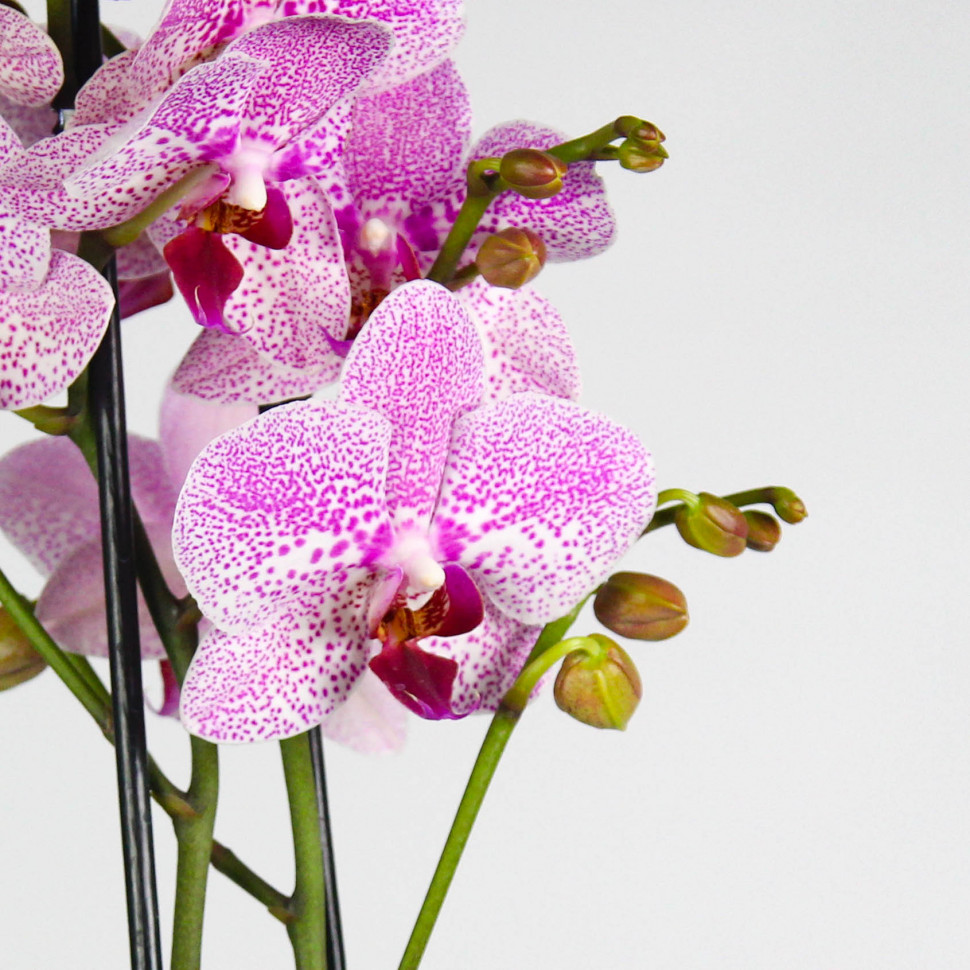 Фото: орхидеи во всей своей славе