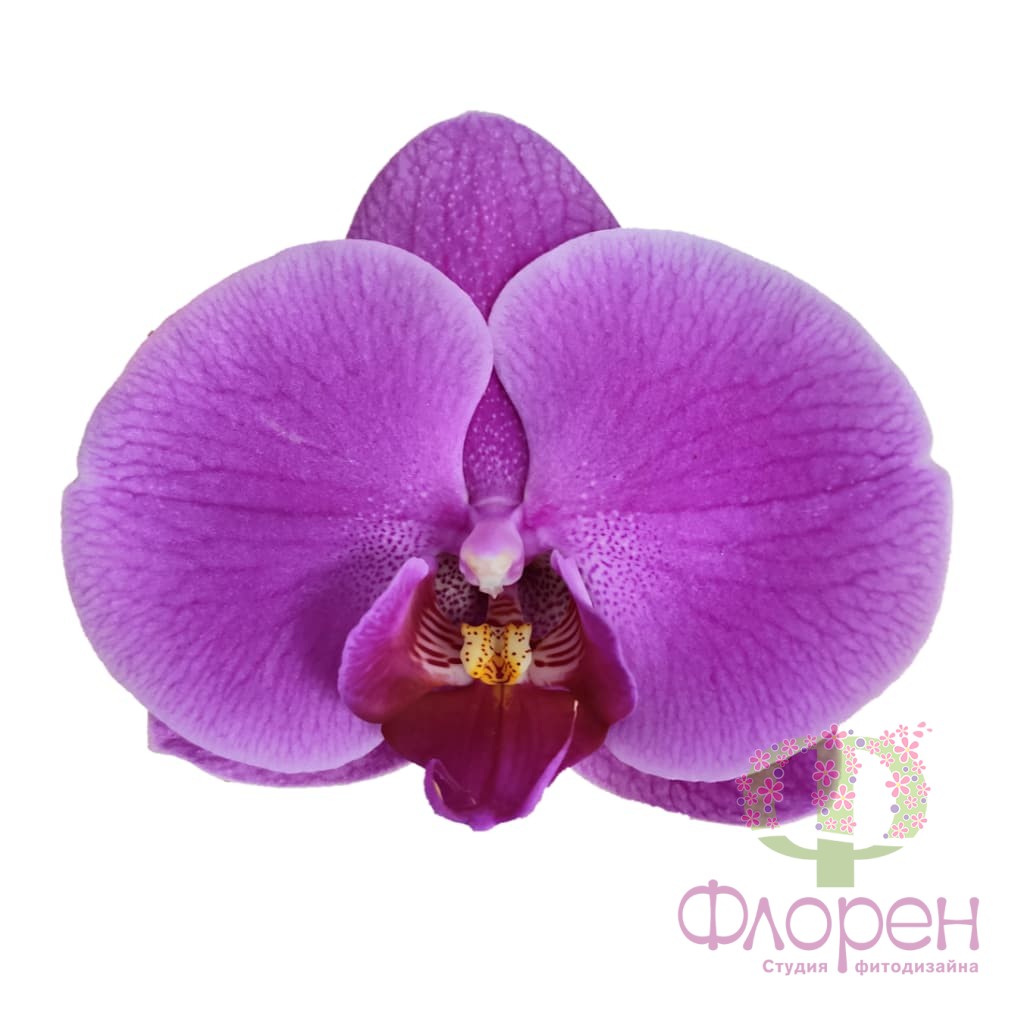Фотографии орхидей: великолепие природы