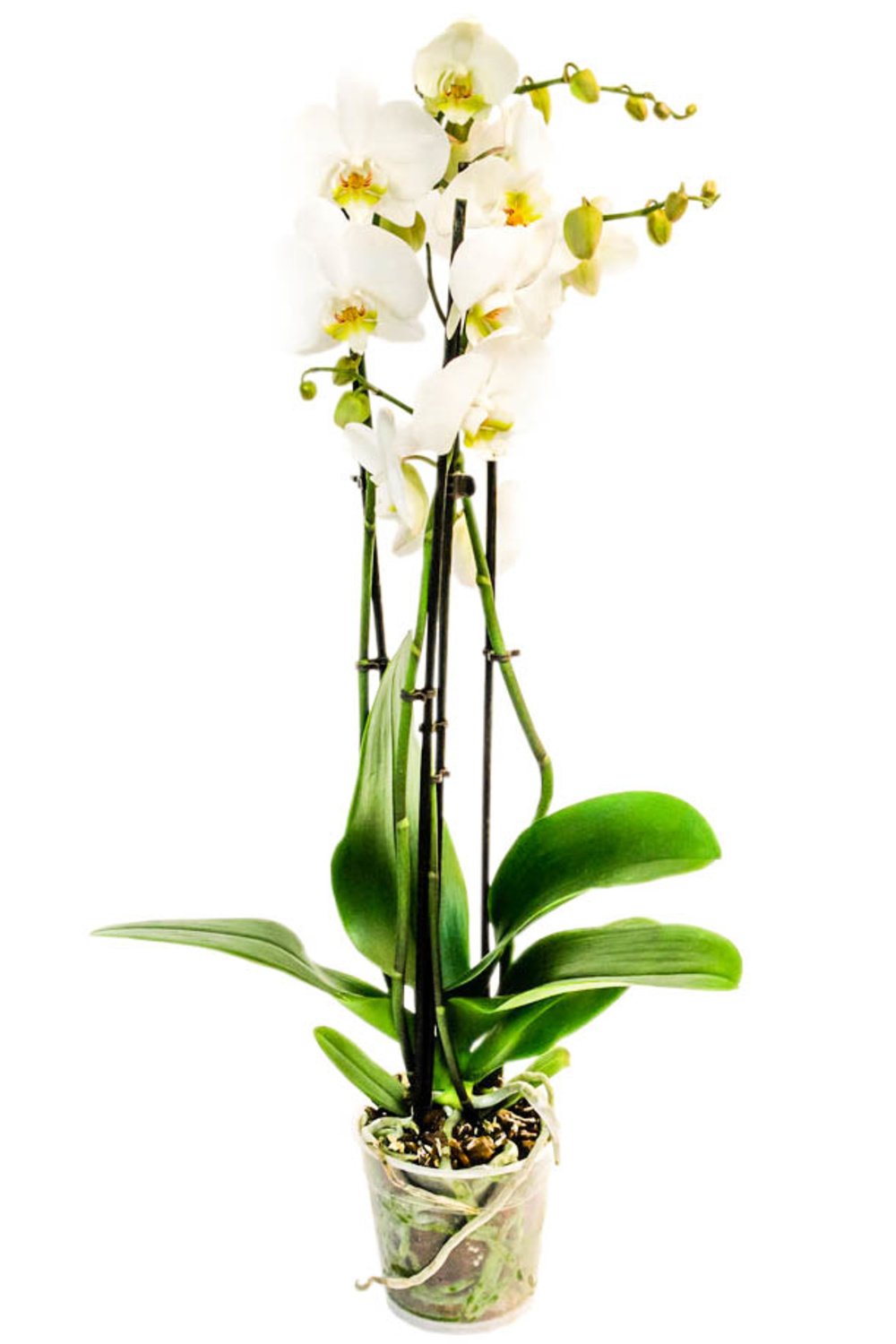 Обои с орхидеями: красота на каждом экране