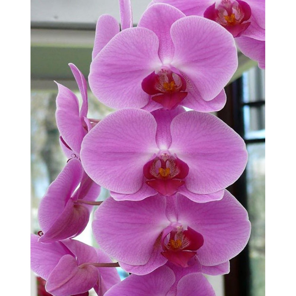 Орхидеи в фотографиях: замечательное вдохновение