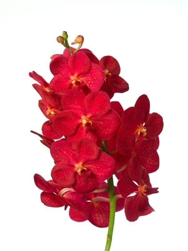 Фото орхидеи: симфония цветов