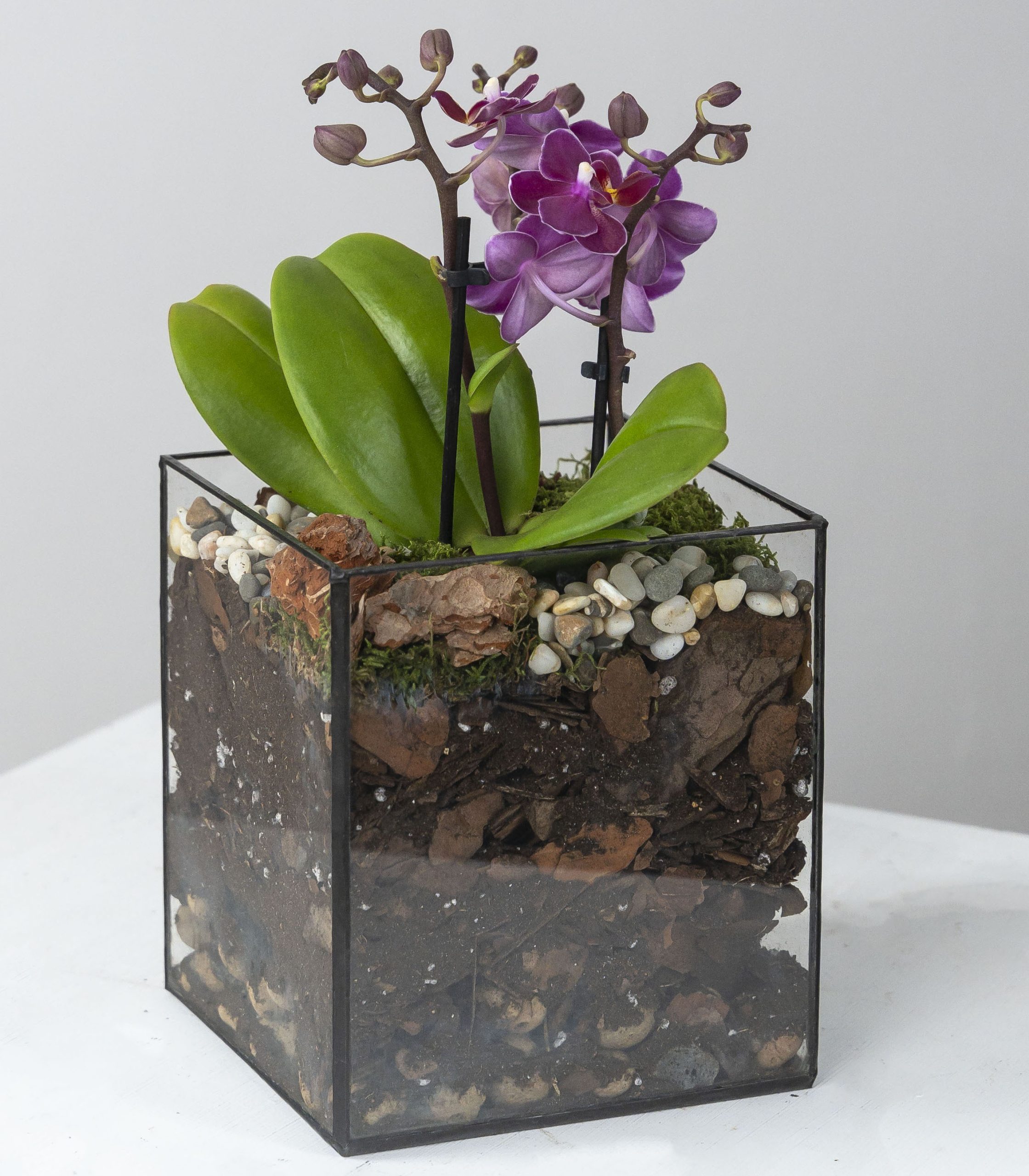 Роскошные цветы: орхидеи на картинках