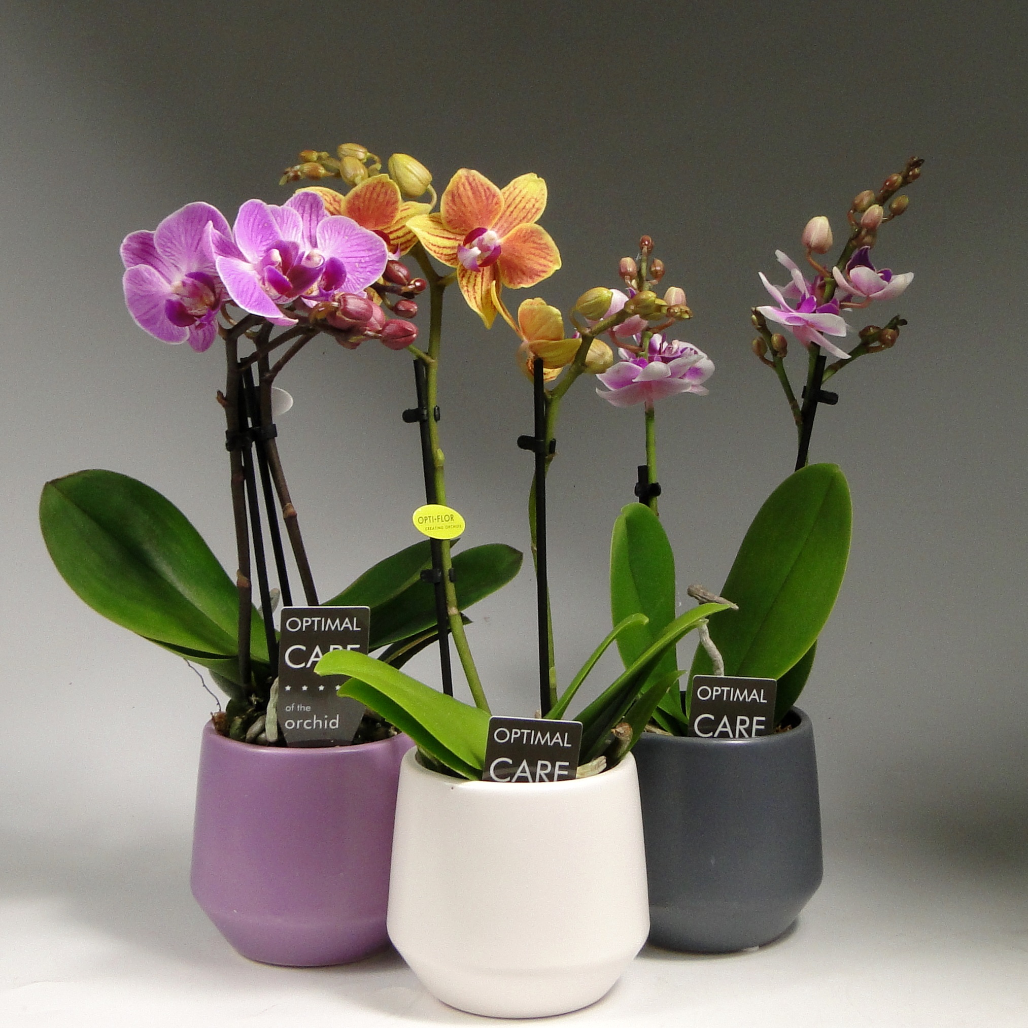 Орхидеи на фото: магнетизм и очарование