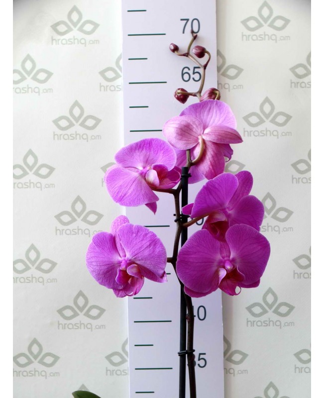 Роскошь природы: орхидеи в png-формате