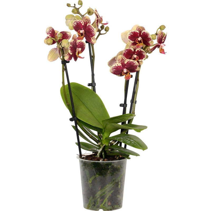 Фото орхидеи: великолепие в хорошем качестве