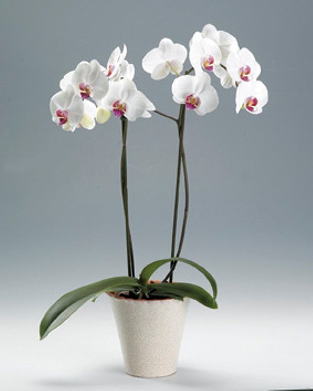 Искусство природы: картинки орхидей