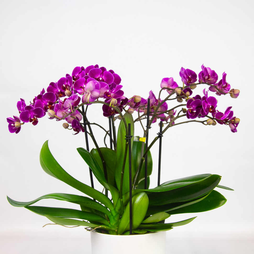 Божественная красота: орхидеи на фотографиях