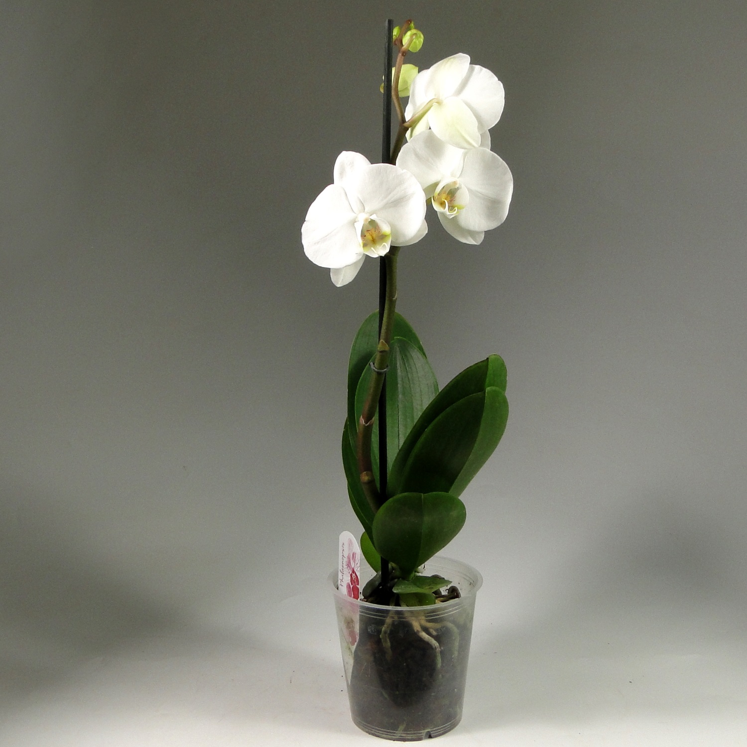 Фоны с орхидеями: чарующая грация