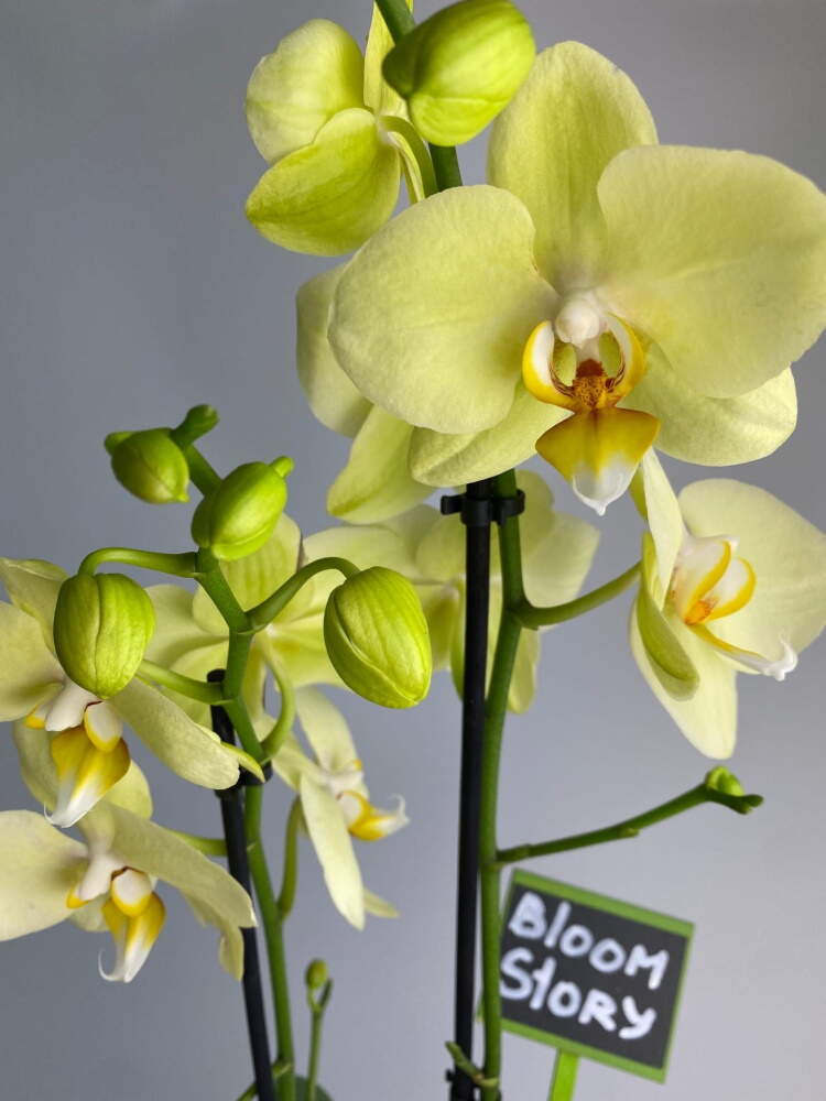 Обои с орхидеями: красота без границ