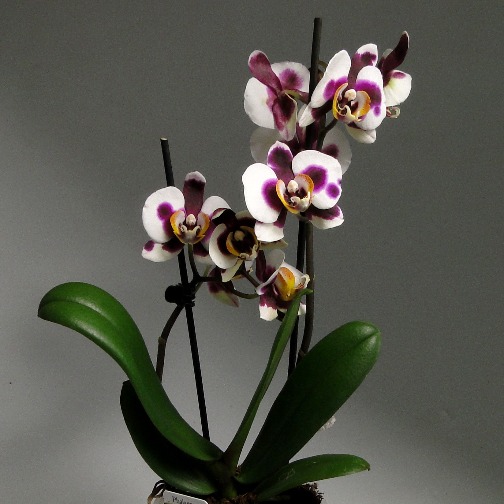 Орхидеи в фотографиях: пленительное очарование 