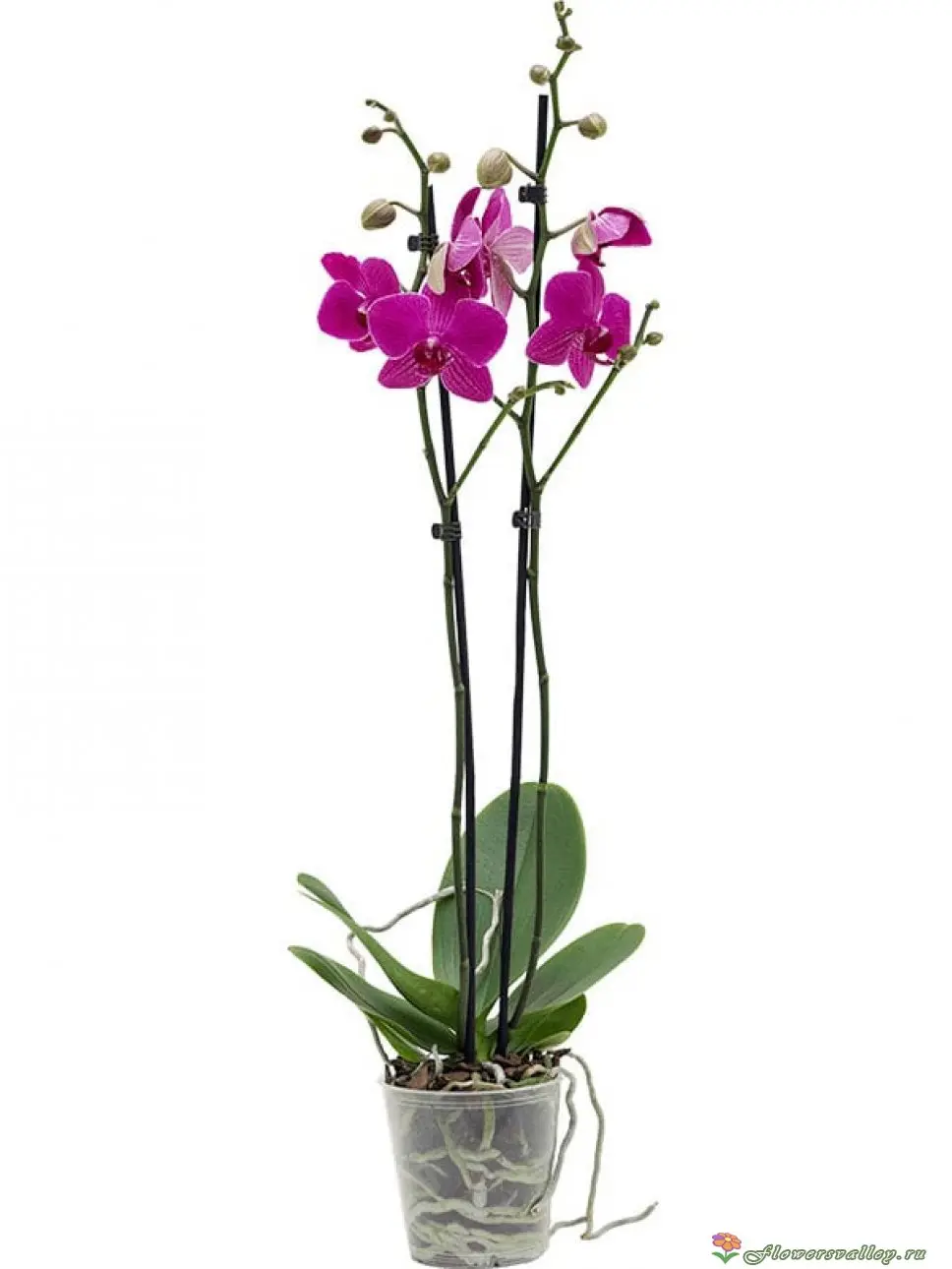 Чудеса растительного мира: орхидеи на фото