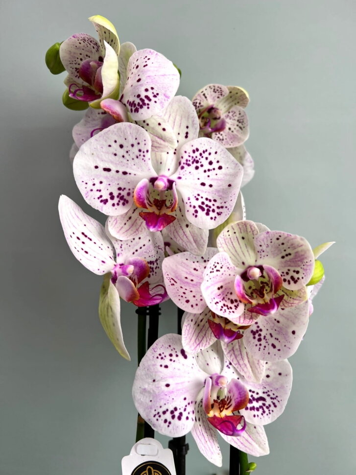 Украшение мира цветами: изображения орхидеи