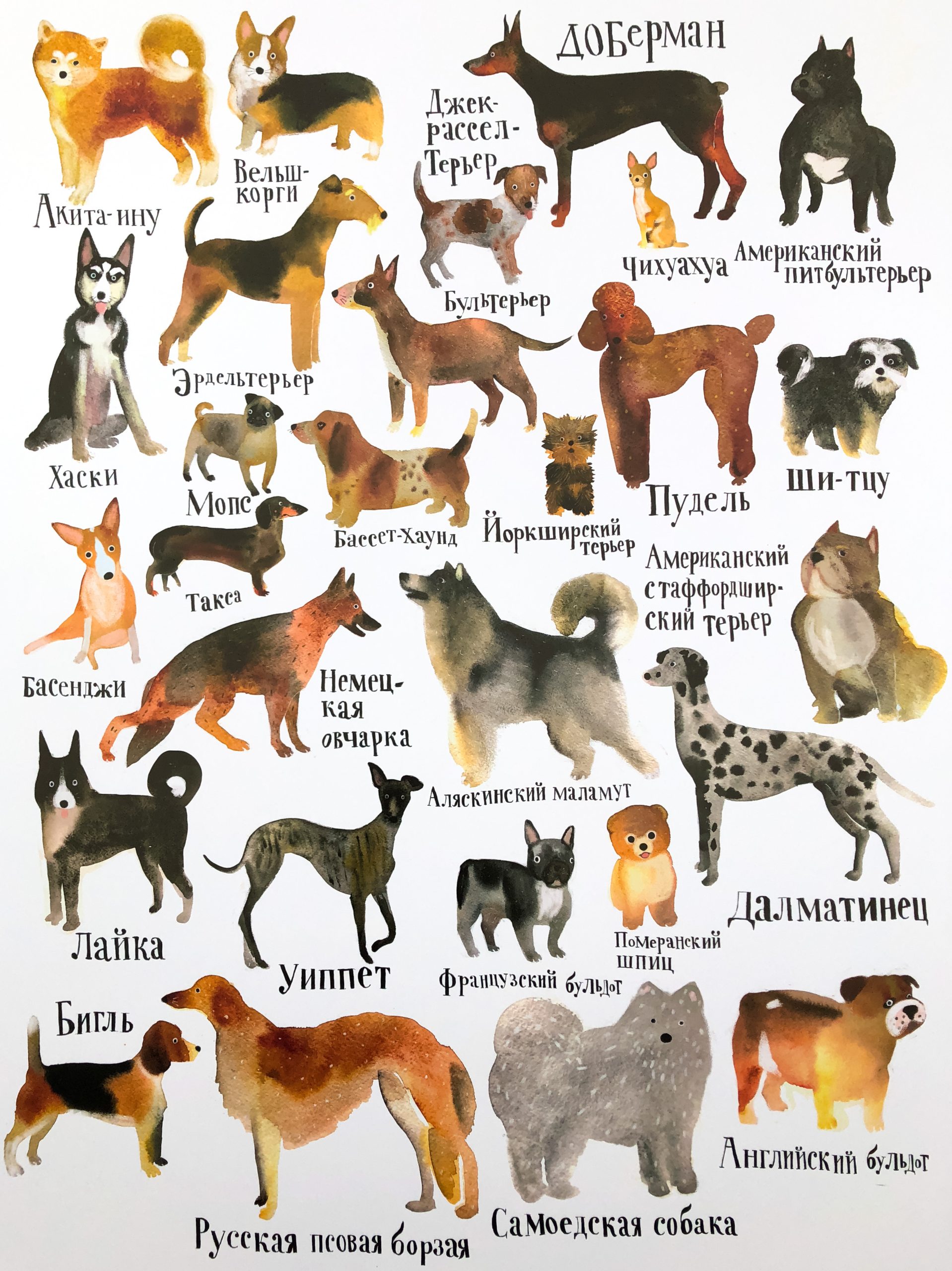 Породы собак: фото и описание каждого вида