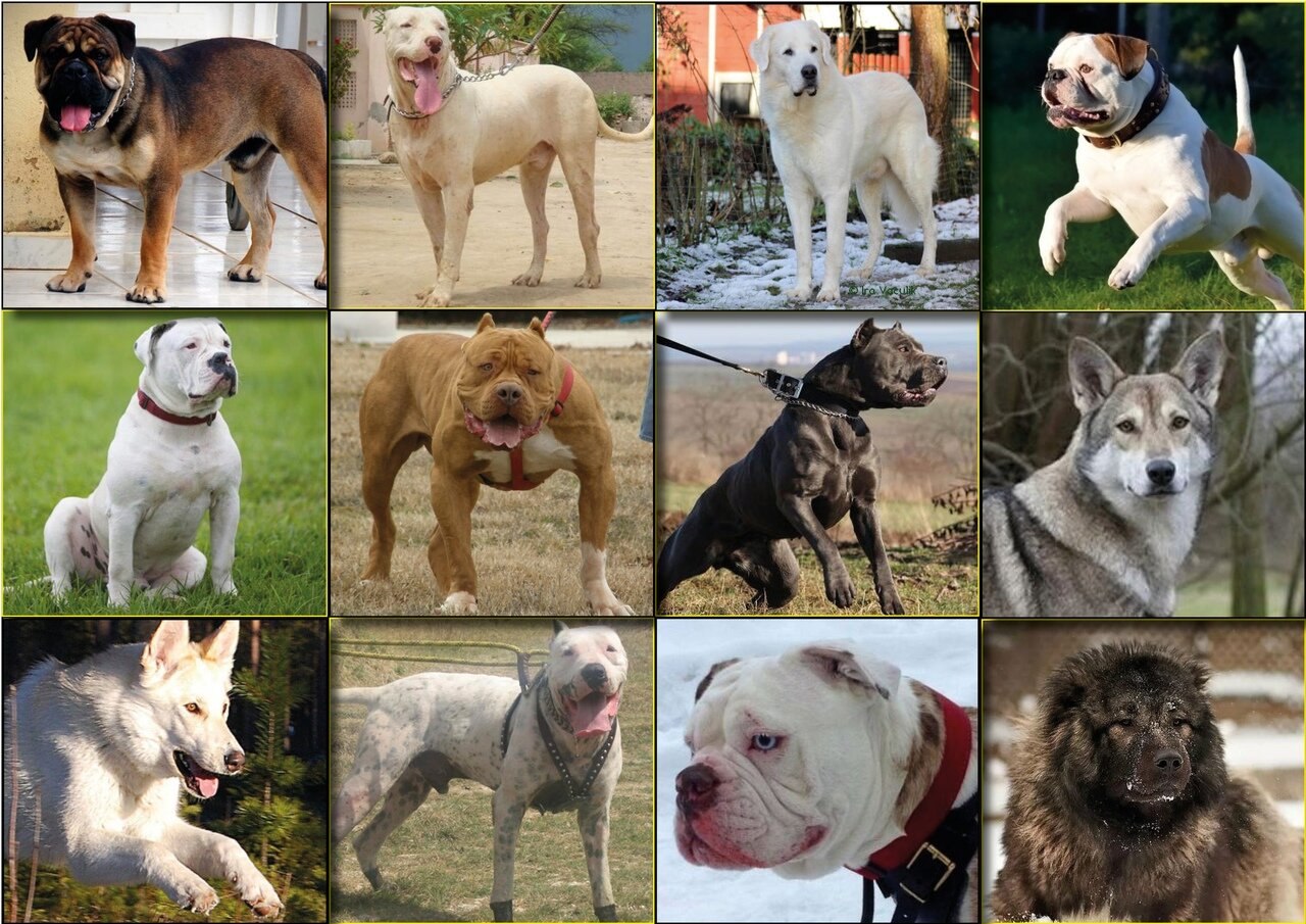 Породы собак: огромная галерея фото