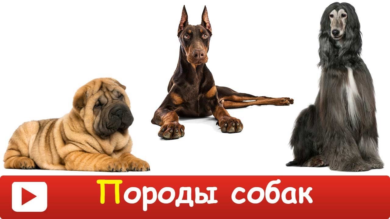 Фото различных пород собак на любой вкус