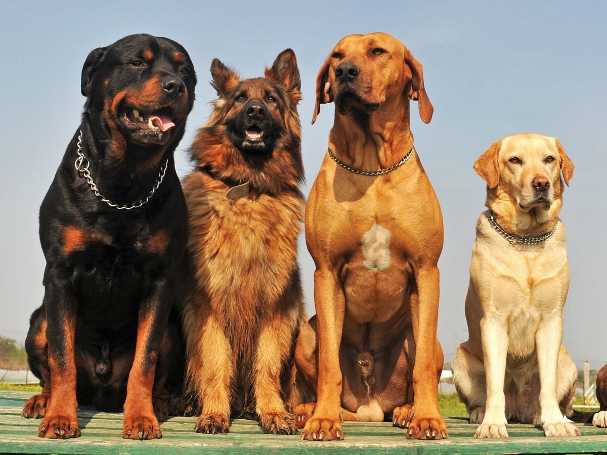 Красивые породы собак, представленные в фото