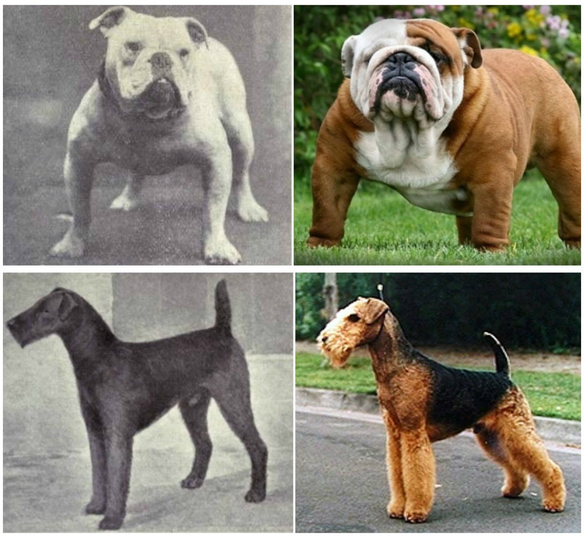 Интересные породы собак: скачать фото бесплатно